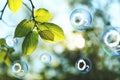 O2 molecules in bubbles and tree branch with green leaves on sunny day. Oxygen release concept