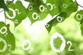 O2 molecules and closeup view of linden tree with fresh young green leaves. Oxygen release concept Royalty Free Stock Photo