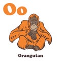 O for Orangutan