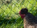 free-range chicken with grey feathers and white spots living on a farm Royalty Free Stock Photo