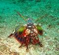 The Beautyful Peacock Mantis Shrimp in the botton of Koh Lipe, Thailand.