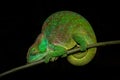 O`Shaughnessy`s chameleon, Calumma oshaughnessyiÂ¨, lizard in Chamaeleonidae. Chameleon endemic to Madagascar, night photo in Royalty Free Stock Photo