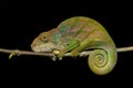 O`Shaughnessy`s chameleon, Calumma Oshaugnessyi, Andasibe-Mantadia National Park, Madagascar wildlife Royalty Free Stock Photo