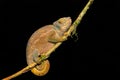 O`Shaughnessy`s chameleon, Calumma Oshaugnessyi, Andasibe-Mantadia National Park, Madagascar wildlife Royalty Free Stock Photo