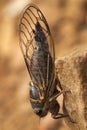 Cicada Profile Sharp