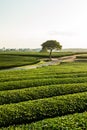 O'Sulloc Green Tea Plantation, South Korea Royalty Free Stock Photo