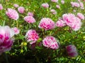 011 - Pink Flower