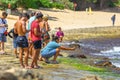 Hawaii Turtle Beach nature reserve