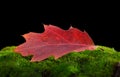 Oak abscissed red leaf Royalty Free Stock Photo