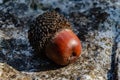An oak acorn ripe with a cap lies on a stone Royalty Free Stock Photo