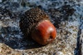 An oak acorn ripe with a cap lies on a stone Royalty Free Stock Photo