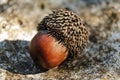 An oak acorn ripe with a cap lies on a stone Royalty Free Stock Photo