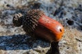 An oak acorn ripe with a cap lies on a stone Royalty Free Stock Photo