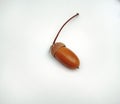 Oak acorn on white background. Autumn. Defoliation.