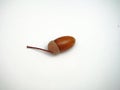 Oak acorn on white background. Autumn. Defoliation.