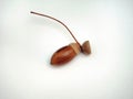 Oak acorn on white background. Autumn. Defoliation.