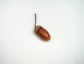 Oak acorn on white background. Autumn. Defoliation.