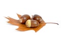 Oak acorns Royalty Free Stock Photo