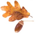 Oak acorns with leaves isolated on white background Royalty Free Stock Photo