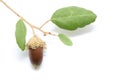 Oak acorns with leaves isolated on white background Royalty Free Stock Photo