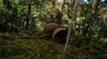 Oak acorns on moss