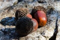 An oak acorns ripe with a caps lies on a stone Royalty Free Stock Photo