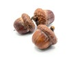 Oak acorns on white background Royalty Free Stock Photo