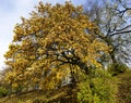 Oak alley with bright yellow autumn foliage against the blue sky on a bright sunny day in Riga city park Royalty Free Stock Photo