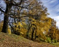 Oak alley with bright yellow autumn foliage against the blue sky on a bright sunny day in Riga city park Royalty Free Stock Photo