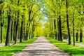 Oak alley in Catherine park in spring, Tsarskoe Selo Pushkin, St. Petersburg, Russia Royalty Free Stock Photo