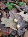 Oak apple in forest