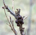 Oak Apple Gall