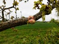 Oak Apple Gall - Biorhiza Pallida, Norfolk, England, UK