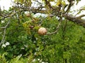 Oak Apple Gall - Biorhiza Pallida, Norfolk, England, UK