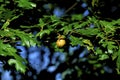 Oak Apple Gall 50185