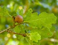 Oak apple gall