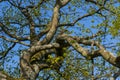 Oak apple, gall of the gall wasp on an oak Royalty Free Stock Photo