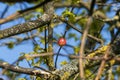 Oak apple, gall of the gall wasp on an oak