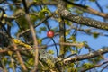 Oak apple, gall of the gall wasp on an oak Royalty Free Stock Photo