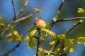 Oak apple, gall of the gall wasp on an oak Royalty Free Stock Photo