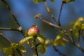 Oak apple, gall of the gall wasp on an oak Royalty Free Stock Photo