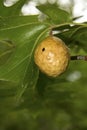 Oak apple gall hangs in a tree on Cape Cod