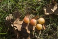 Oak apple or oak gall on oak leaf in autumn, Europe Royalty Free Stock Photo