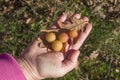 Oak apple or oak gall on oak leaf on on a human hand in autumn, Europe Royalty Free Stock Photo