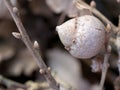 Oak apple, gall. Nature detail.