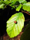 Oak apple on the leaf