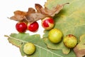 Oak apples on an oak tree