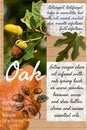 Oak attributes benefits herbalist notepage idea