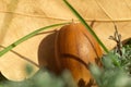 Oak autumn acorn closeup on the grass. Macro photo of autumn nature Royalty Free Stock Photo