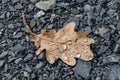 Oak Autumn leaf on rocks grit